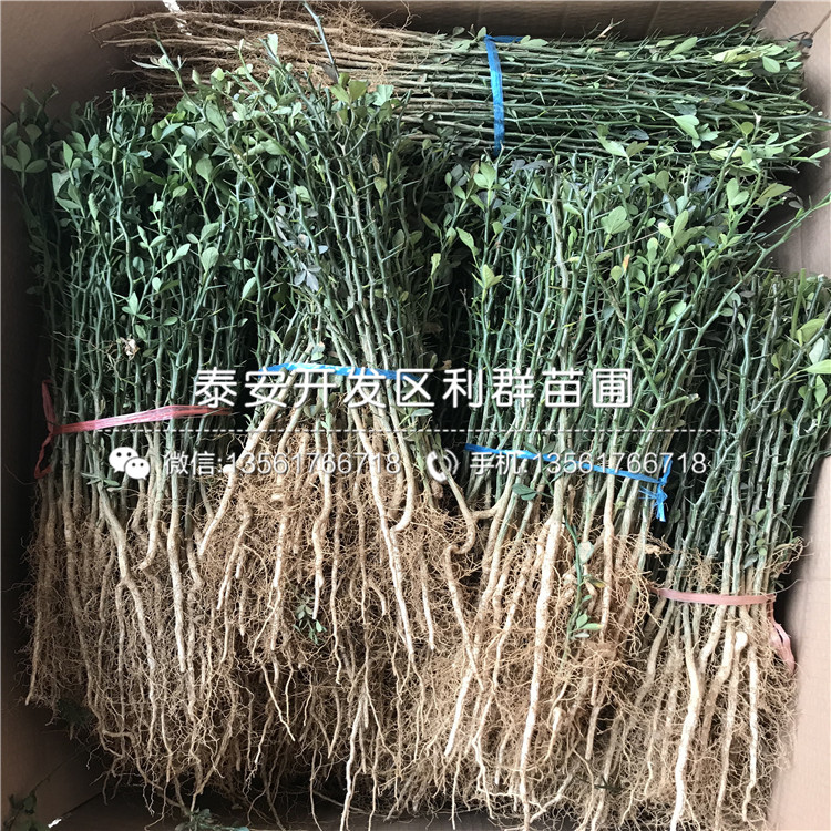 山東枸橘苗多少錢一棵、山東枸橘苗格