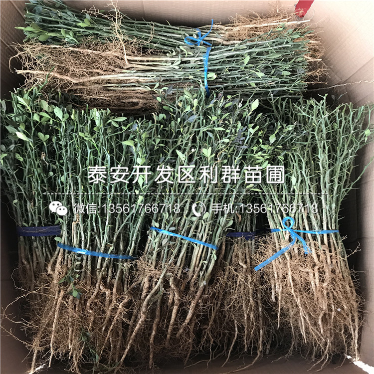 新品種枸橘種苗、枸橘種苗多少錢一棵