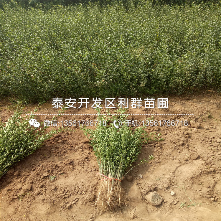 4公分枸橘芽苗價格
