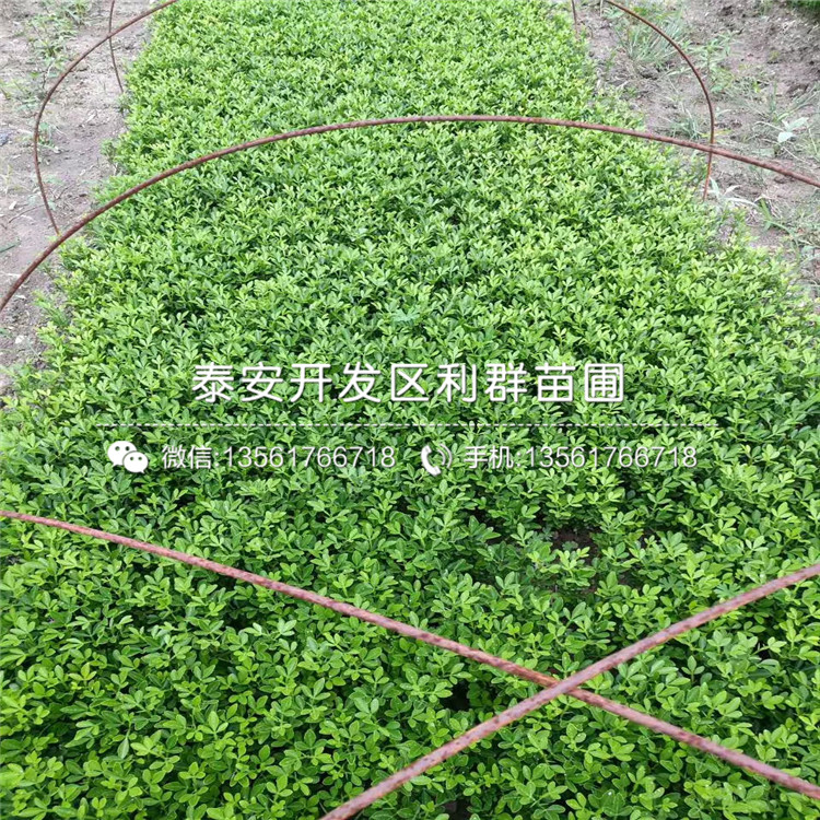 1公分枳殼種苗報(bào)價(jià)