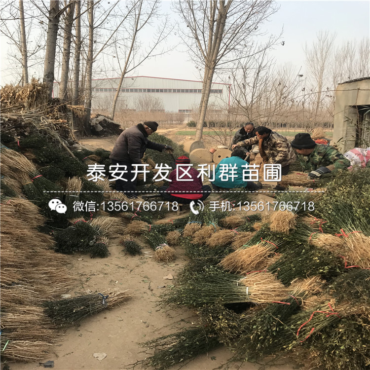 山東枸橘苗基地