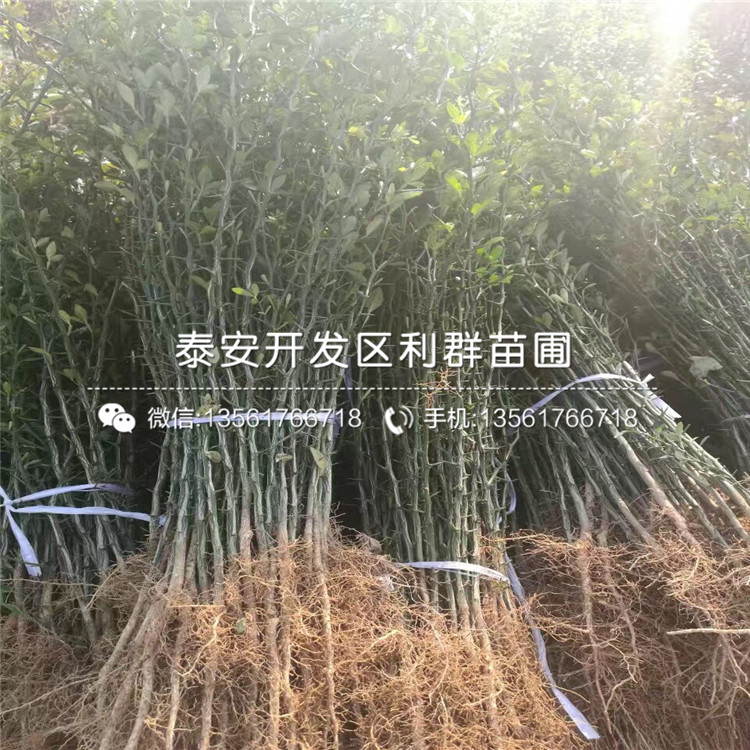 種植山東枳殼苗基地