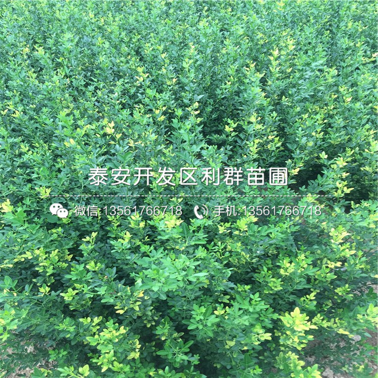 哪里的山東枸橘苗價格低