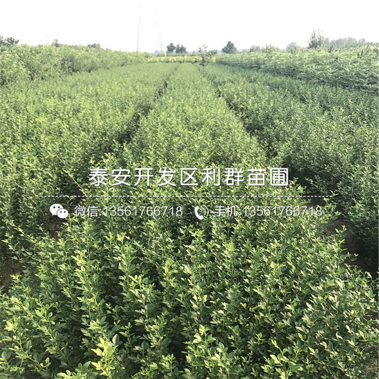 枸橘樹苗批發(fā)、2018年枸橘樹苗價(jià)格