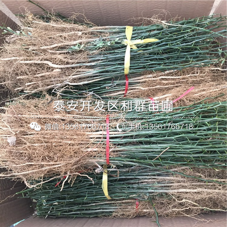 枸橘小苗、今年枸橘小苗價(jià)格是多少