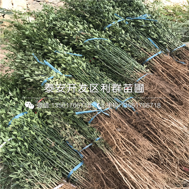 1公分枸橘小苗、1公分枸橘小苗價(jià)格