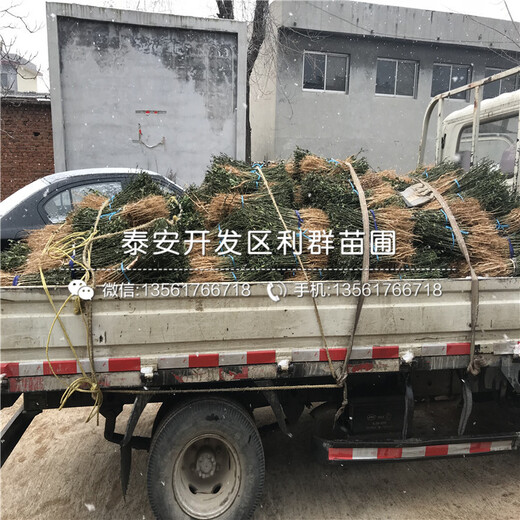 新品種枳殼芽苗出售價格多少