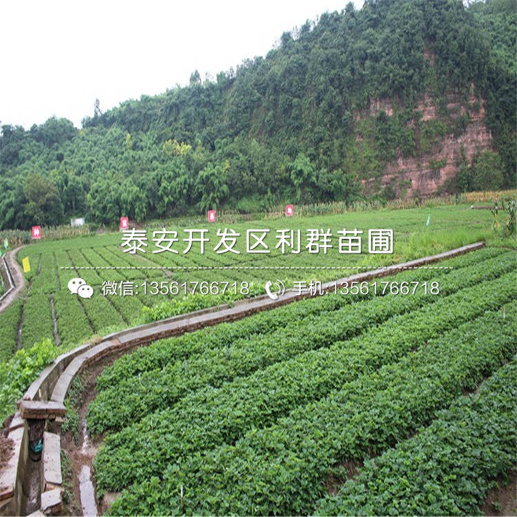 批發(fā)鐵籬笆種子基地