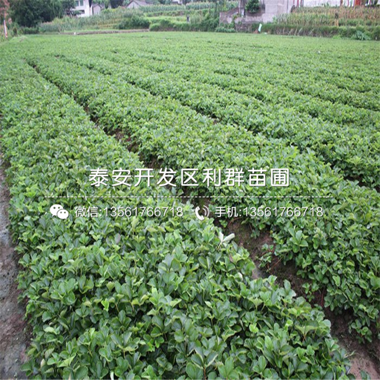 童子一號(hào)草莓苗基地