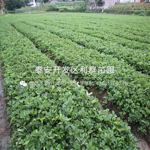 卡麥羅莎草莓苗報(bào)價(jià)、卡麥羅莎草莓苗價(jià)格是多少