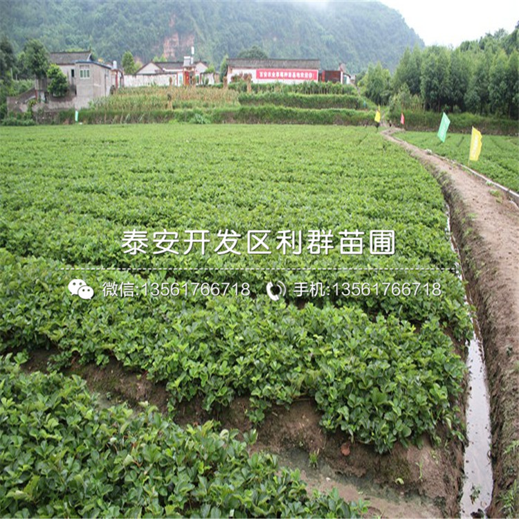 2018年九香草莓苗多少錢
