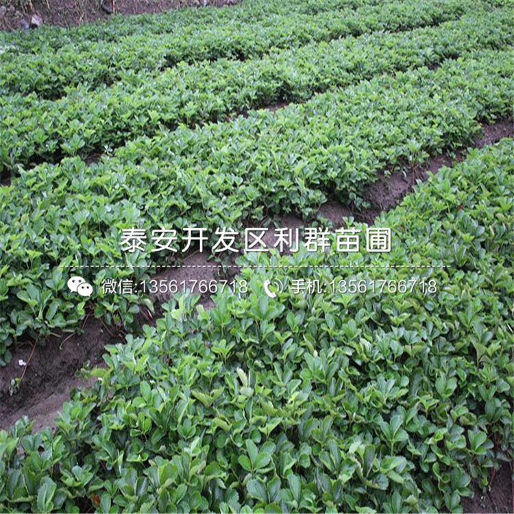 山東雪里香草莓苗價(jià)格是多少