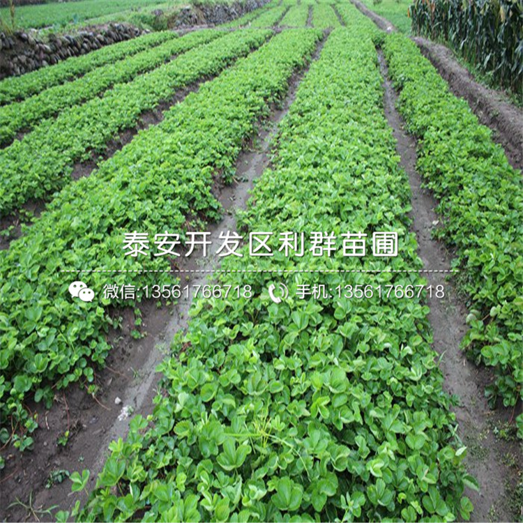 新品種小白草莓苗、新品種小白草莓苗價(jià)格是多少