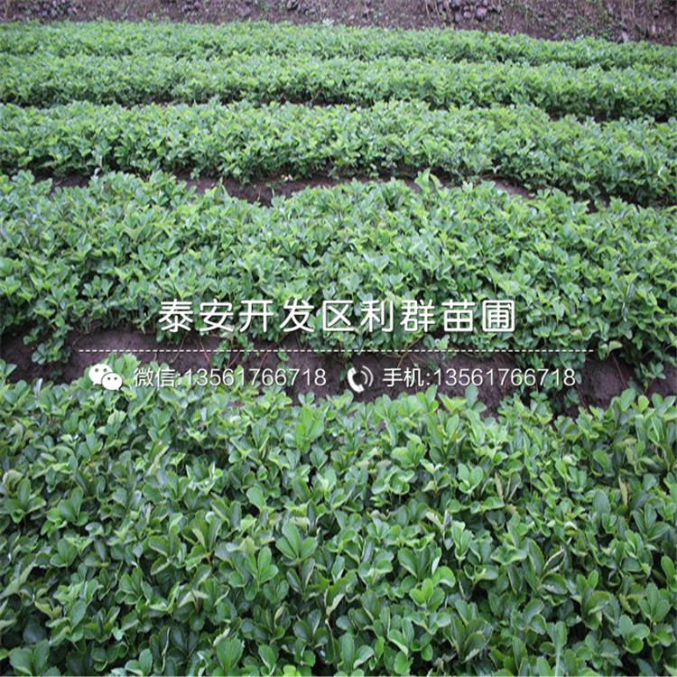 新品種波特拉草莓苗價格