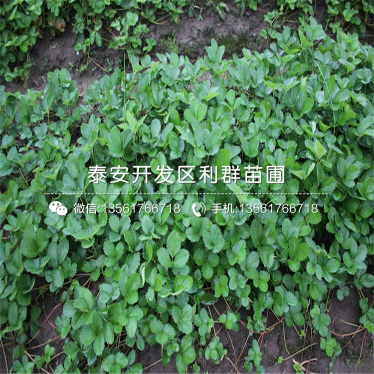 山東四季草莓草莓苗多少錢一棵