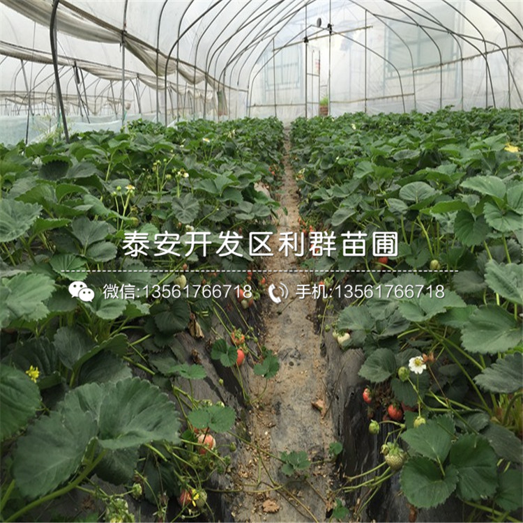 哪里有草莓苗