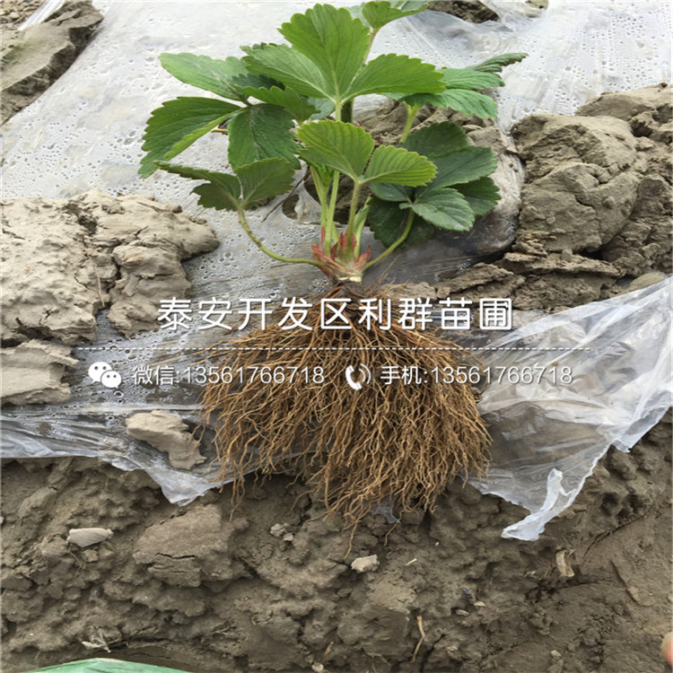 希利亞草莓苗基地出售基地