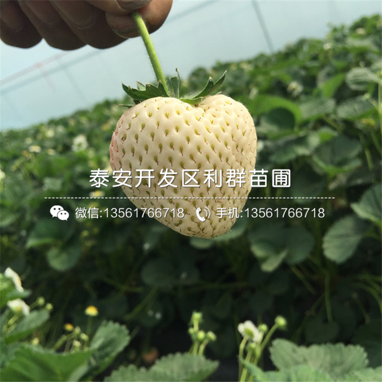 紅夏草莓苗、紅夏草莓苗一棵多少錢