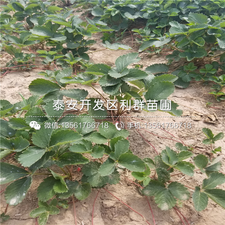 新草莓苗、新草莓苗價錢是多少