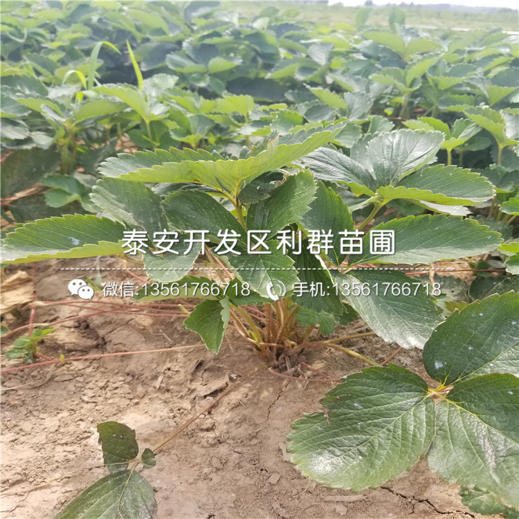 吉馬草莓苗品種、吉馬草莓苗價(jià)格是多少