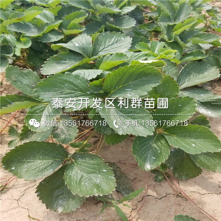 鐵籬笆樹種苗報價、鐵籬笆樹種苗報價是多少