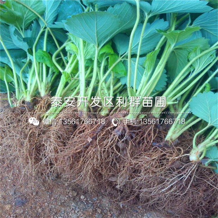 新品種書香草莓苗出售基地