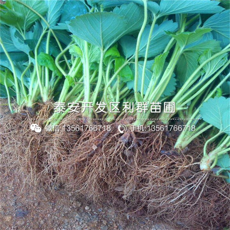 新品种书香草莓苗出售基地