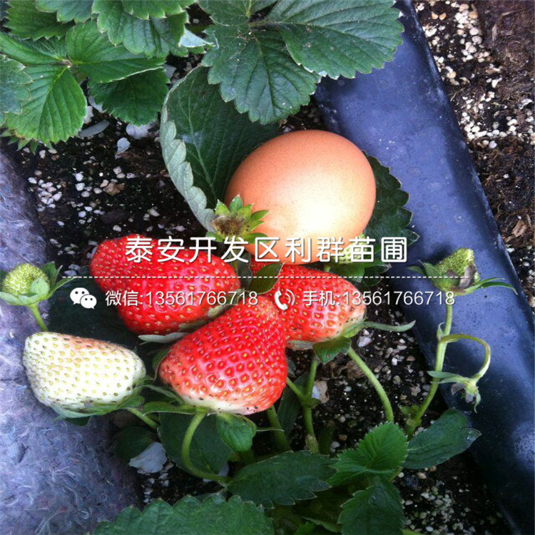 草莓小苗新品種、2019年草莓小苗新品種