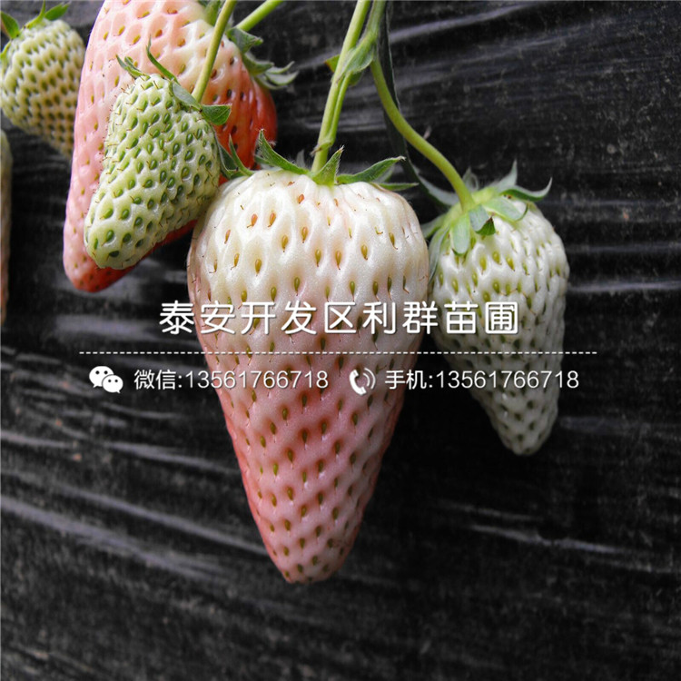3公分冬香草莓苗、3公分冬香草莓苗價格