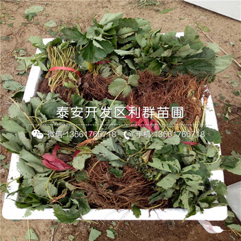 九香草莓苗種植技術(shù)、九香草莓苗哪里有批發(fā)