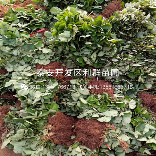 早熟紅夏草莓苗多少錢一棵