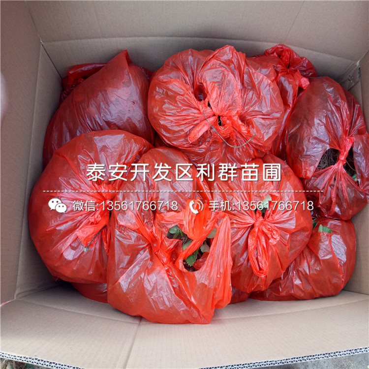 佐賀清香草莓苗批發(fā)、2019年佐賀清香草莓苗報(bào)價(jià)是多少
