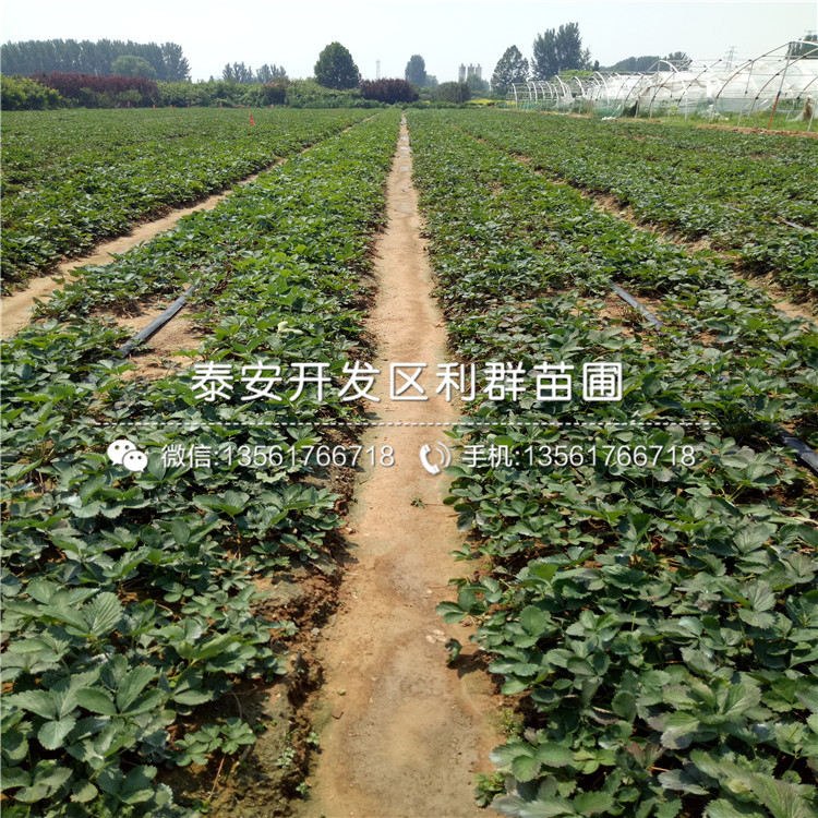 山東京御香草莓苗出售價格是多少