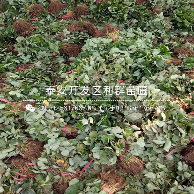 京泉香草莓苗出售價格、2019年京泉香草莓苗價格