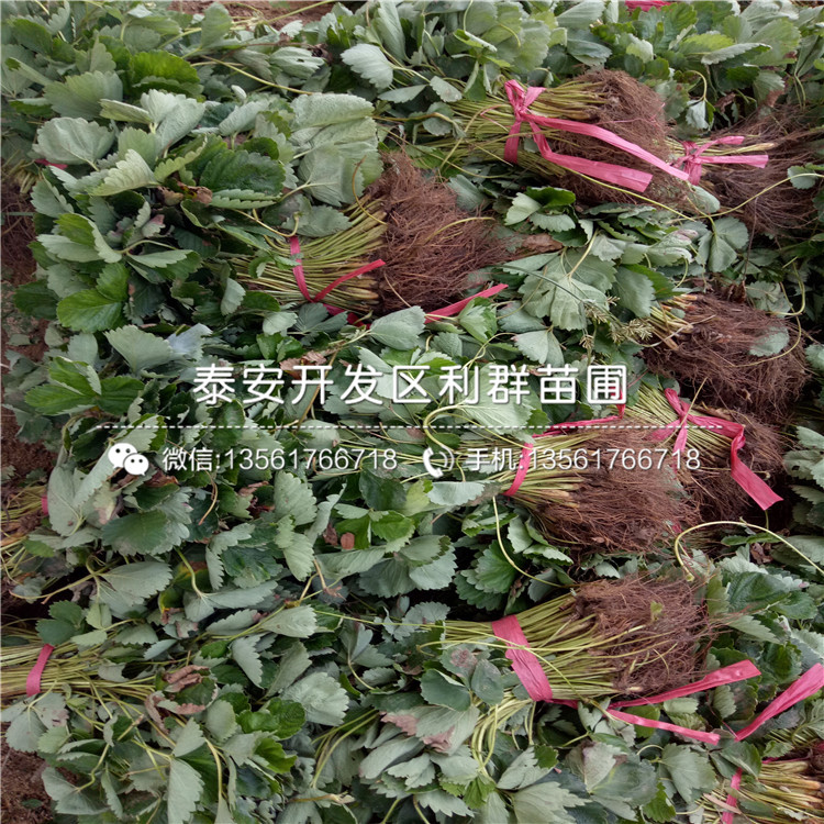新品種白草莓苗批發(fā)價(jià)格多少