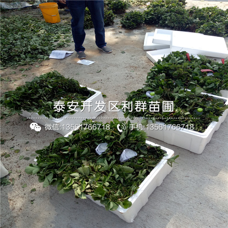 一號草莓苗價格、2019年一號草莓苗價格