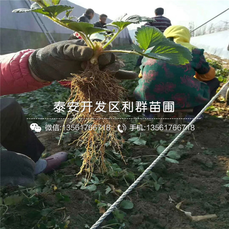四季美德萊特草莓苗出售多少錢一棵