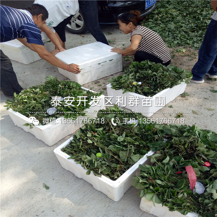 豐香草莓苗格
