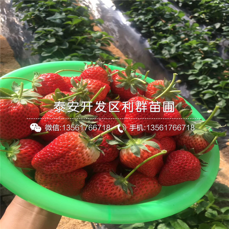 九香草莓苗