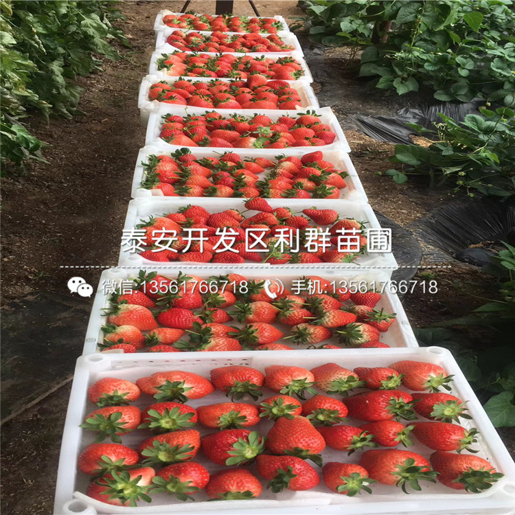 草莓王子草莓苗多少錢、草莓王子草莓苗出售價格