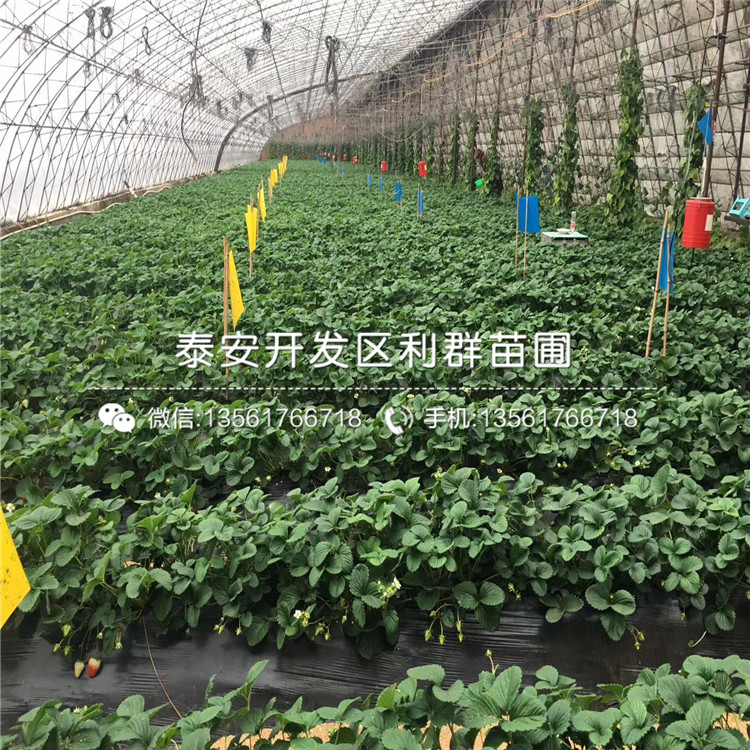 批發(fā)草莓苗哪里有賣、2019年批發(fā)草莓苗多少錢一棵