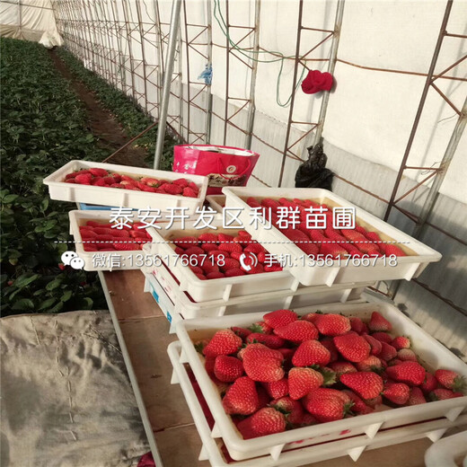 天仙醉草莓苗批發(fā)價(jià)格、2019年天仙醉草莓苗報(bào)價(jià)是多少