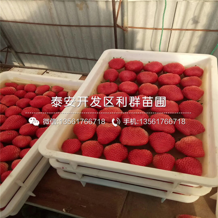 山東密寶草莓苗批發(fā)價(jià)格