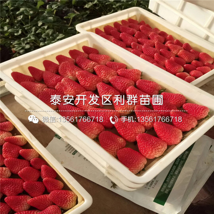 大將軍草莓苗品種、大將軍草莓苗新品種