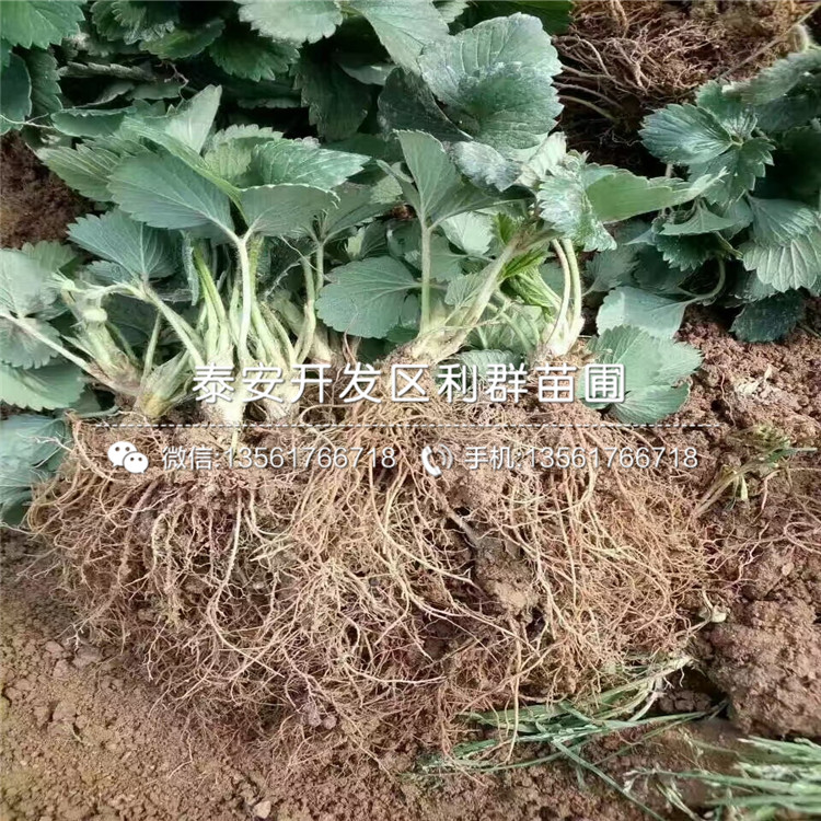 2019年寶交早生草莓苗價格、寶交早生草莓苗批發(fā)