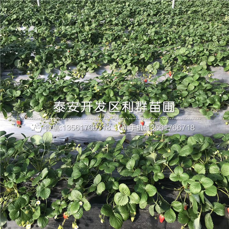 山東草莓秧苗新品種、山東草莓秧苗價格多少