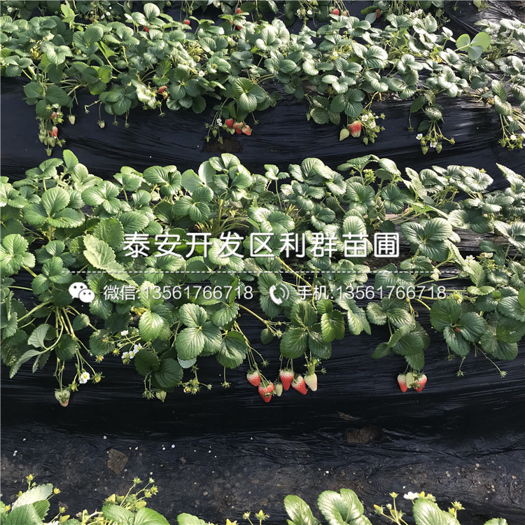 雪蜜草莓苗基地、2019年雪蜜草莓苗出售