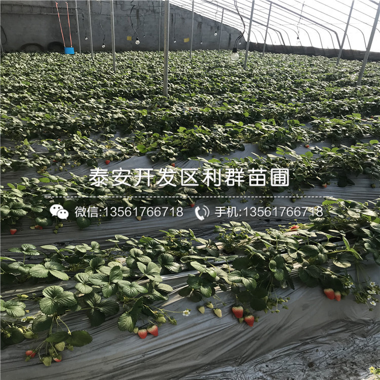 山東大將軍草莓苗出售價格、山東大將軍草莓苗出售基地