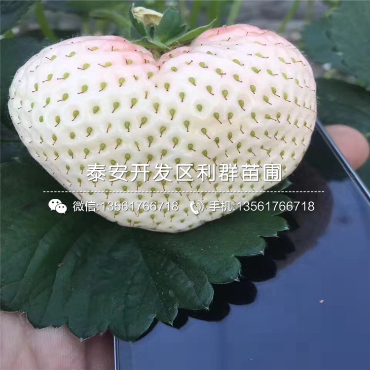 山東法蘭地草莓苗批發(fā)基地