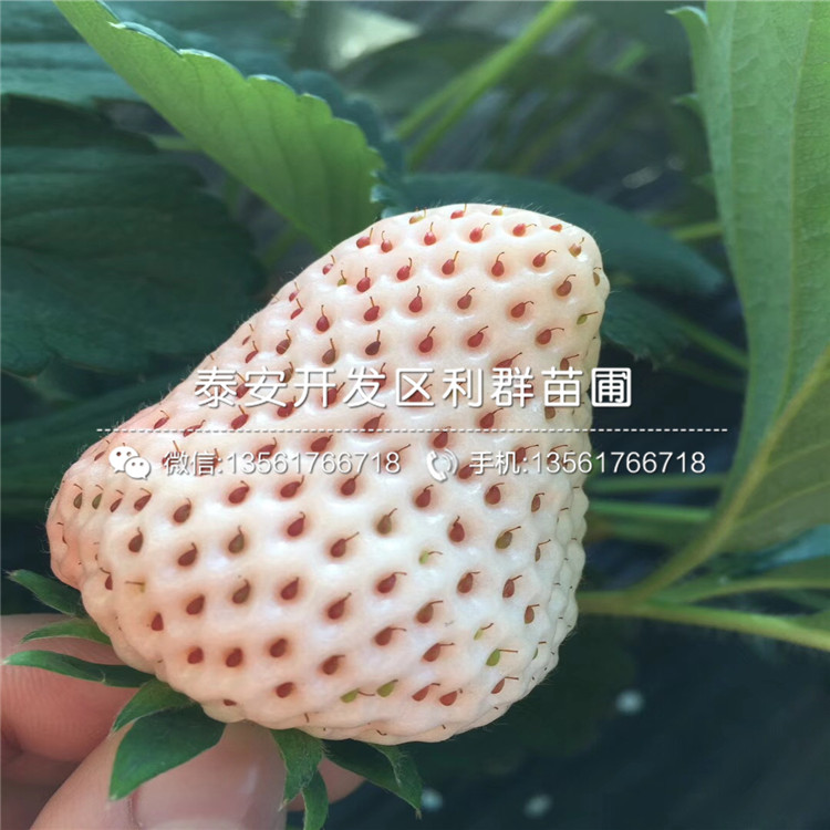 新品种爱娘草莓苗出售价格